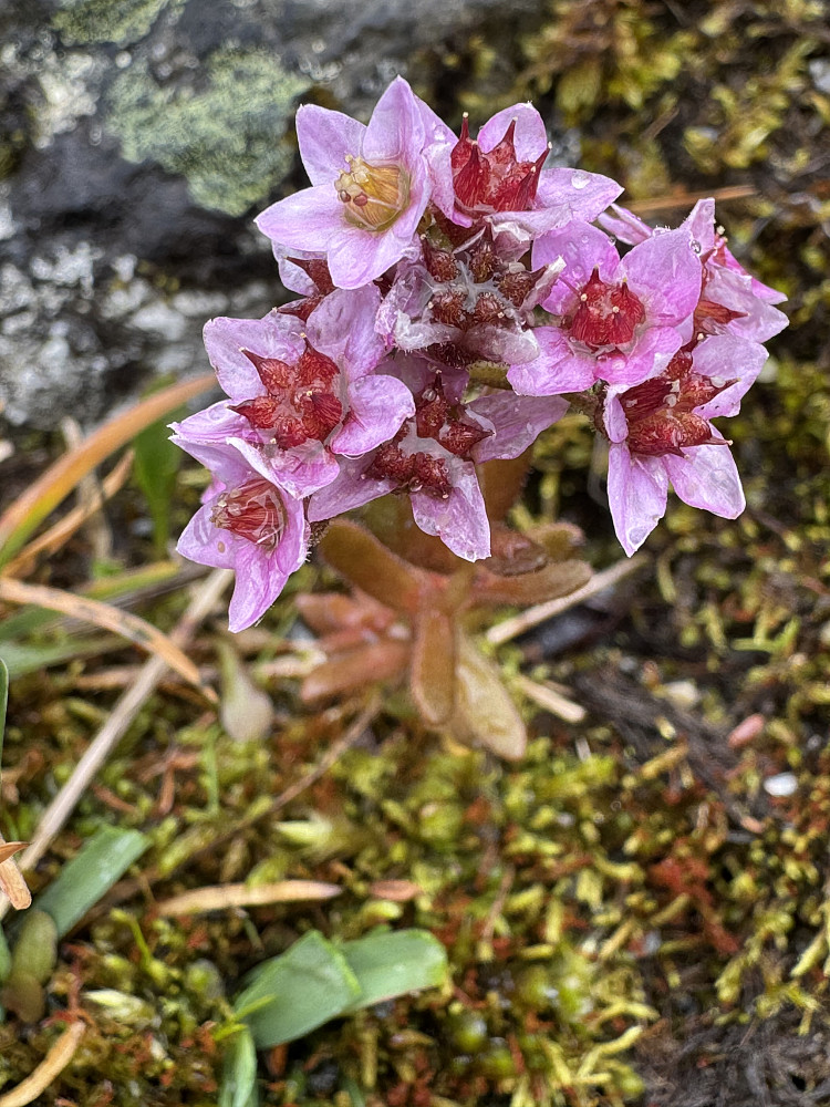 Lodnebergknapp