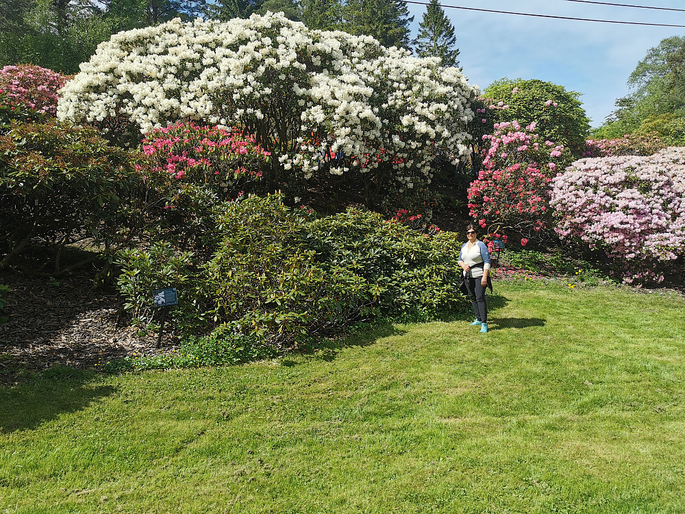 Tallrike rhododendronarter, både naturlig forekommende og kultivarer fremvise blomstring på sitt ypperste