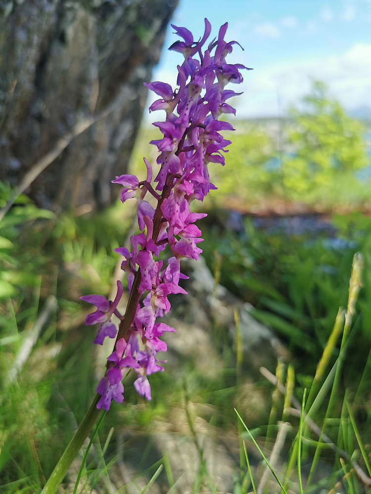 Orkideen vårmarihand (Orchis mascula) 
