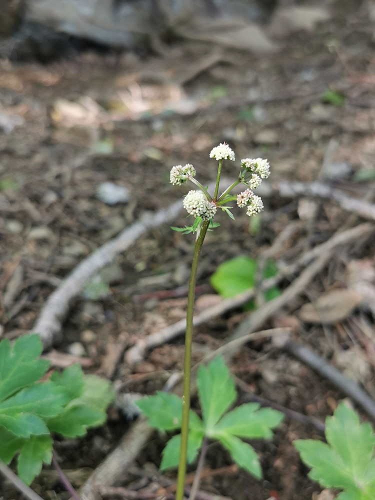 Sanikel (Sanicula europeae) 