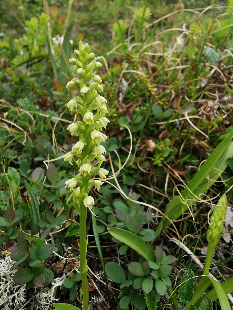 Orkideen fjellkvitkurle