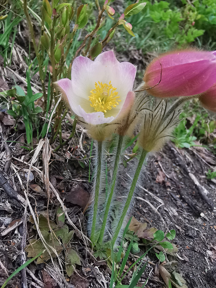 Mogop, ennå i blomst