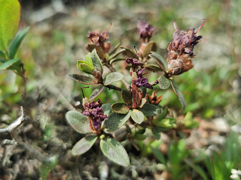 Lapprose - Rhododendron lapponicum - avblomstret :(
