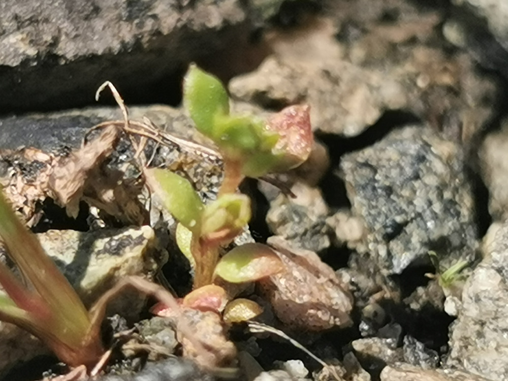 Pusleblom, ikke rare greiene, under 1 cm høy... 