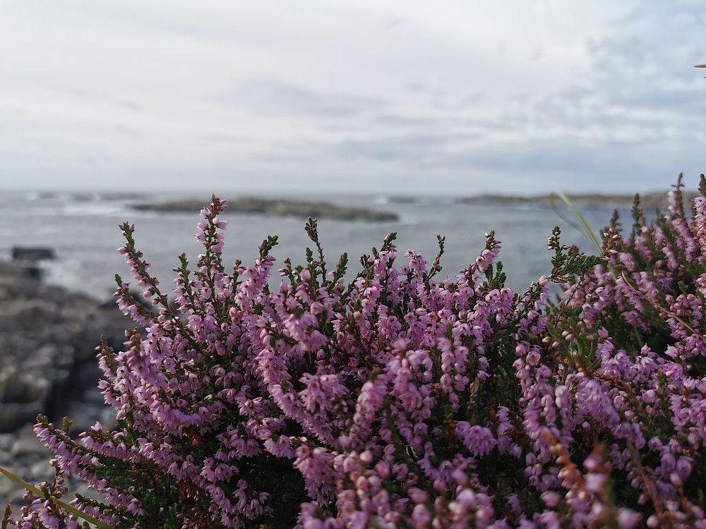 Røsslyngen viser fin blomstring etter alt regnet i sommer! 