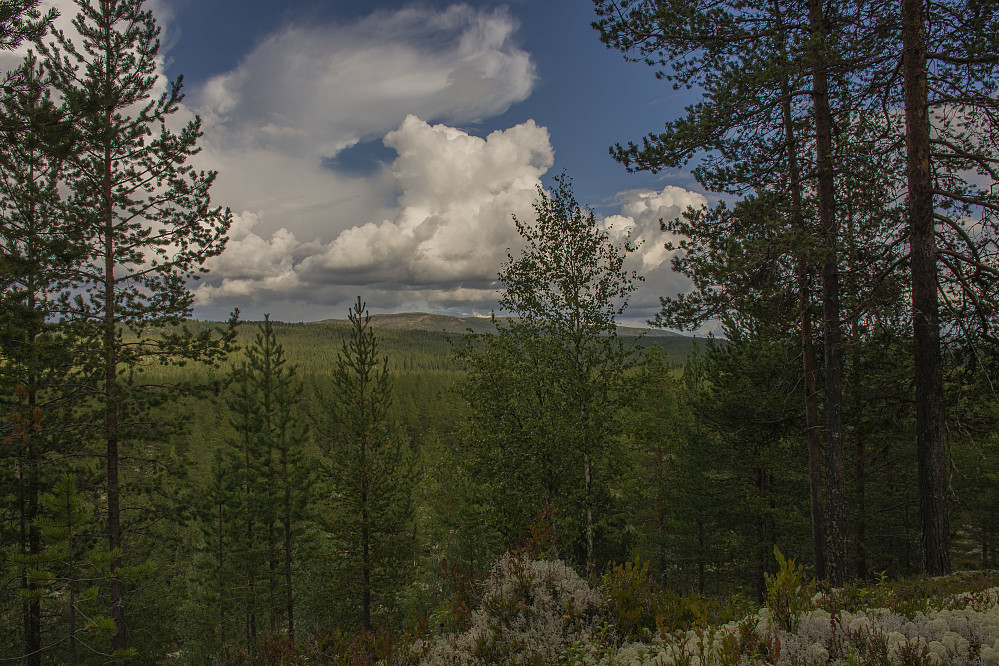 Utsikt fra toppen Villmoen 535moh.
Blikufjellet i bakgrunnen.