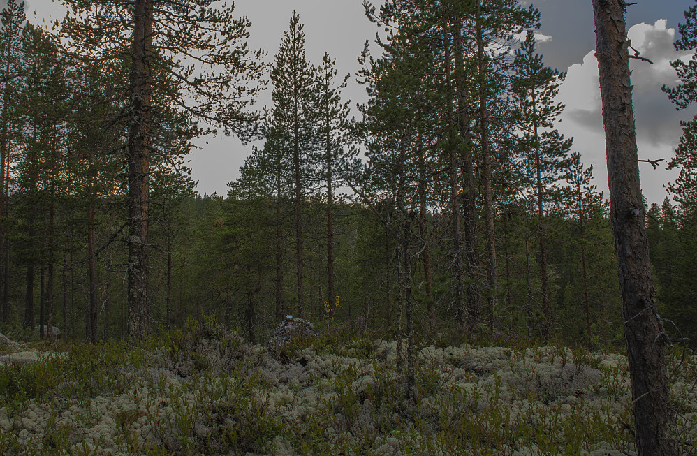 Øst for Kvannholbekken 524moh.