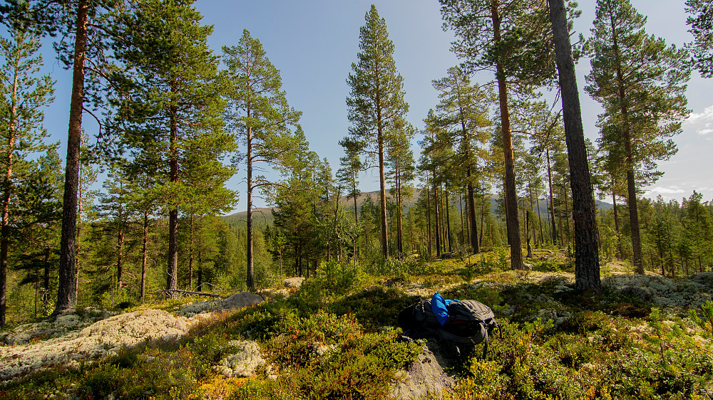 Sørøst for Stenersætra (587moh)