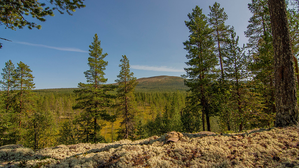 Moshaugen (592moh) og Blikufjellet i bakgrunnen.