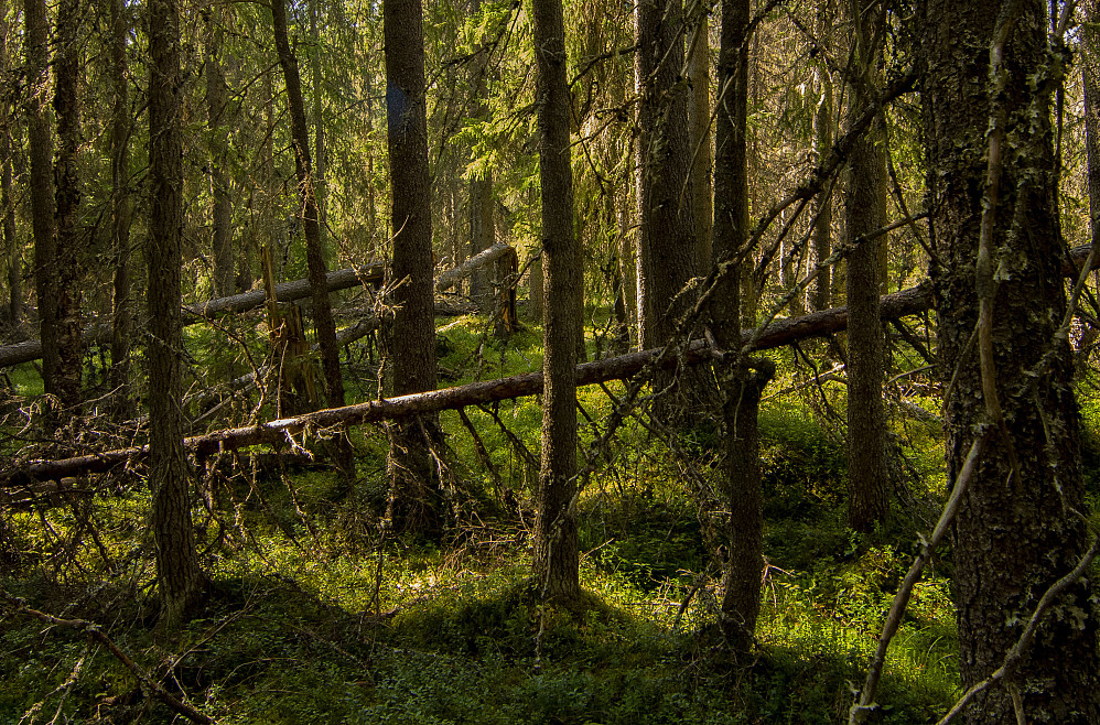 Litt sumpskog mellom Moshaugen og Sør for Stenersætra
som er neste topp.