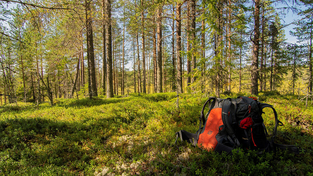 Sør for Stenersætra (576moh)
Så gikk turen til Storåsen.