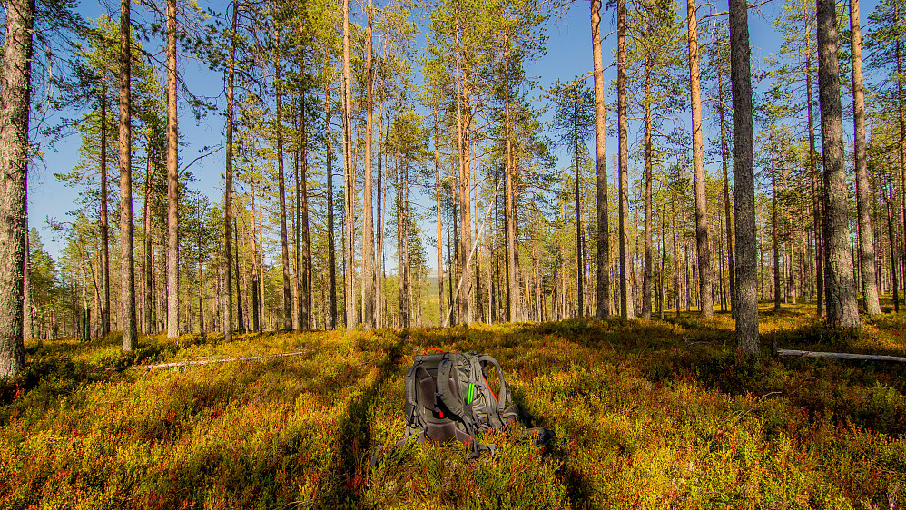 Turens siste topp Storåsen (642moh)
Evy var med på turen.