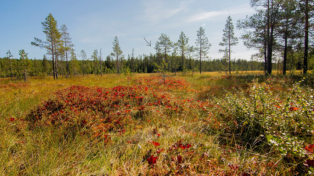 Sutharankjølen