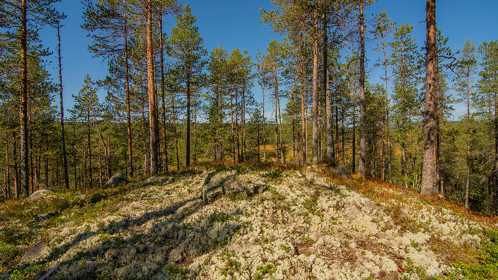 Øst for Sutharankjølen (506moh)