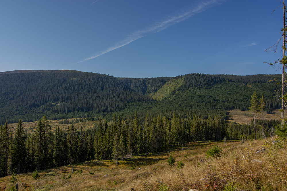 Utsikten fra stien, her ser vi hele Skordalen naturreservat
med Buøykampen til høyre og Skordalen i midten og Steinfjellet til venstre. Lenger bak Gråfjellet.