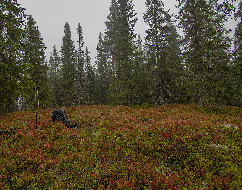 Granåsen (698moh) 