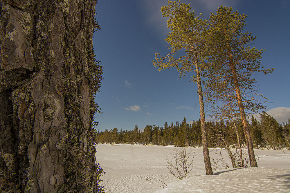 Elghornslav på furu.