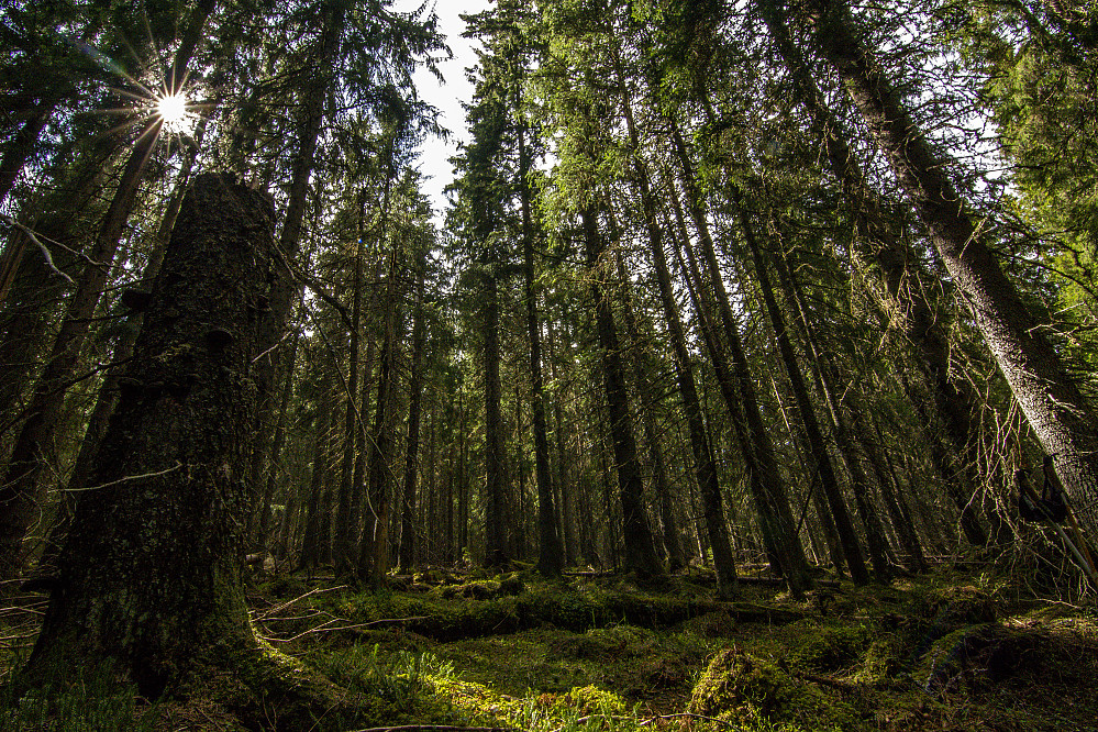 Fin gammelskog opp mot Skjeråsen.