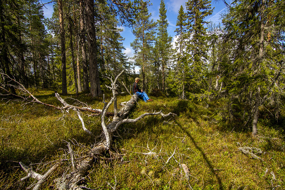 Skjeråsen toppen (613moh)