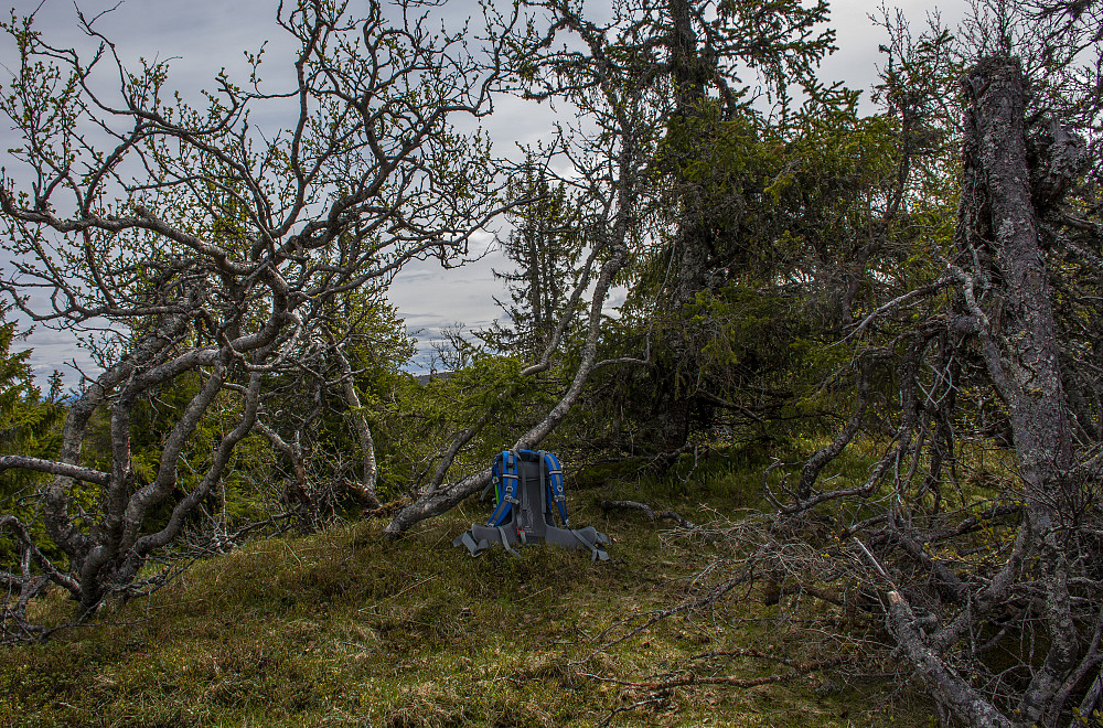 Fløthaugene (908moh).
Sykkel og fottur.
