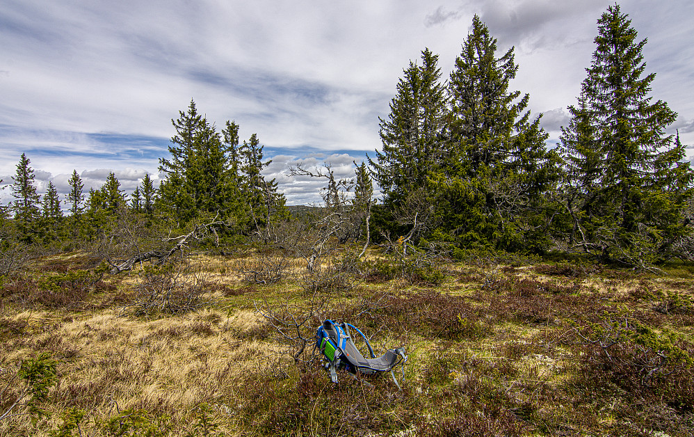 Søndre Osdalshøgda (891moh).