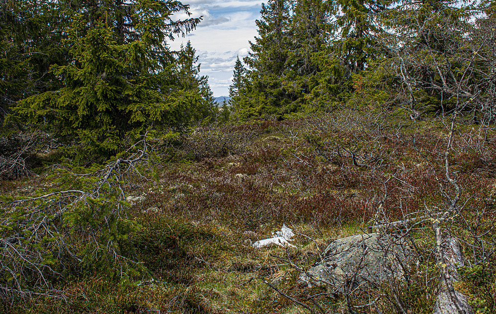 Sæteråsen (909moh).