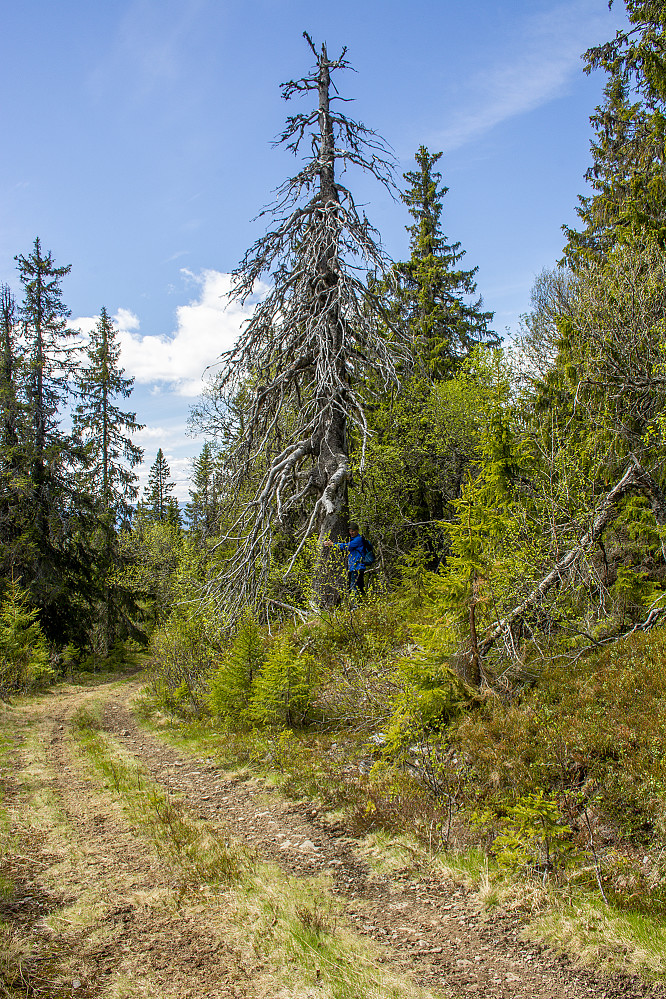 Grov skog opp mot Sæteråsen.