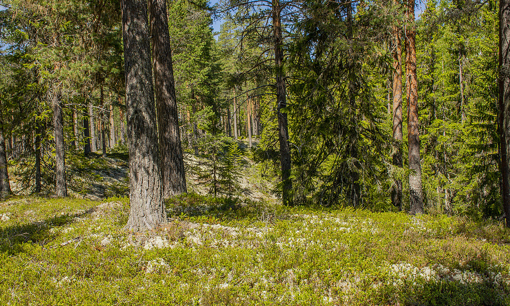 Sør for Vervadalen (836moh).