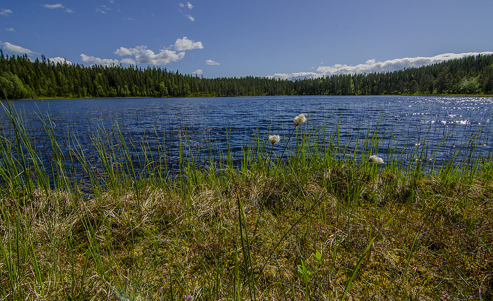 Svarttjennet.
