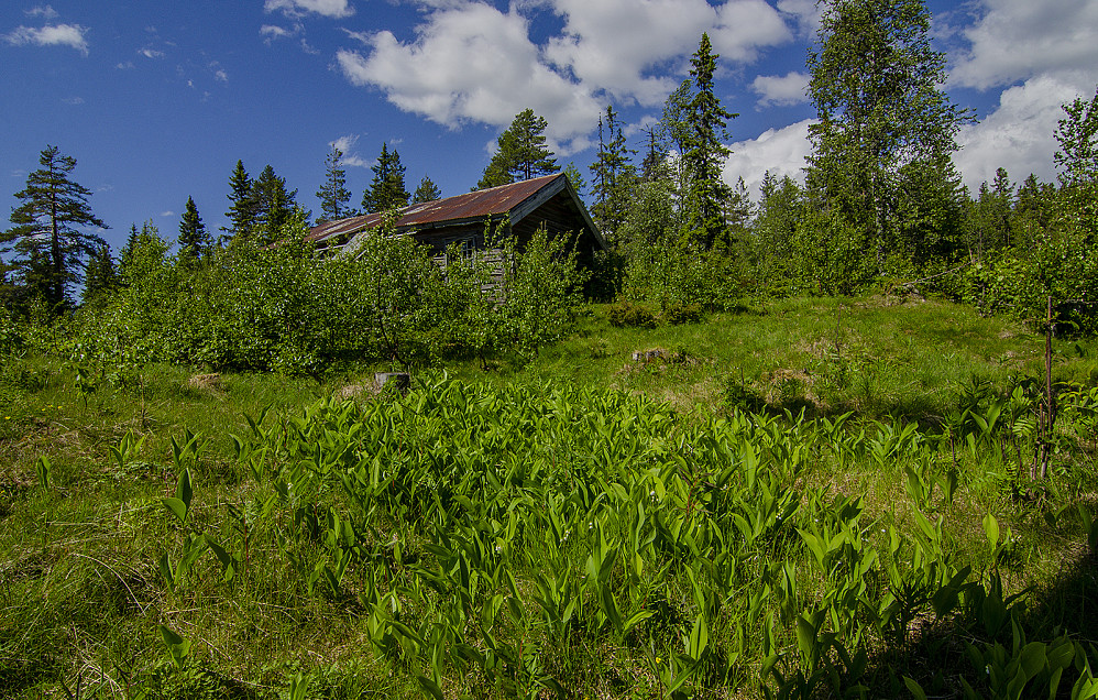 Liljekonval.