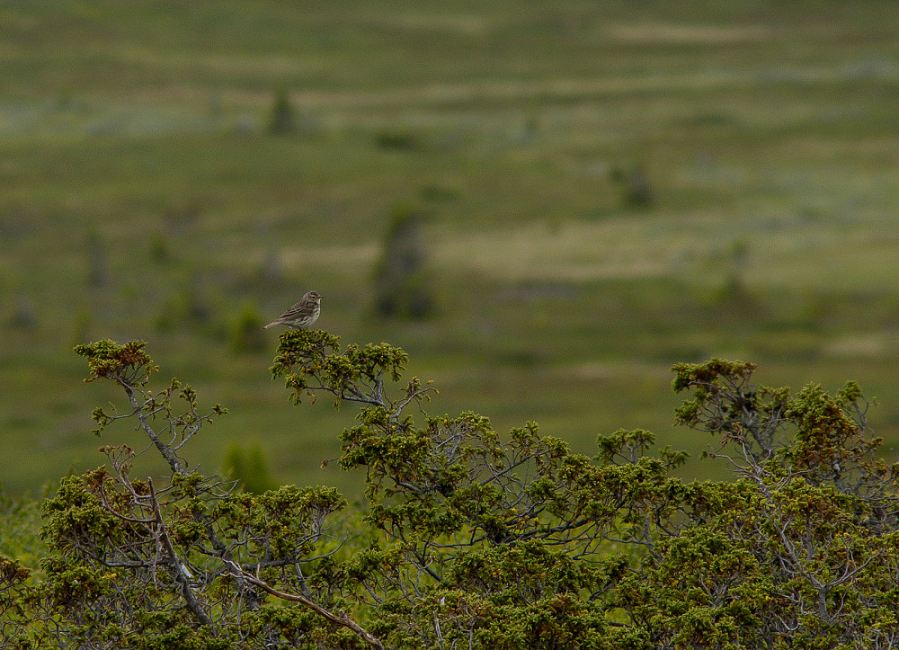 Heipiplerka er en av Norges vanligste fuglearter.