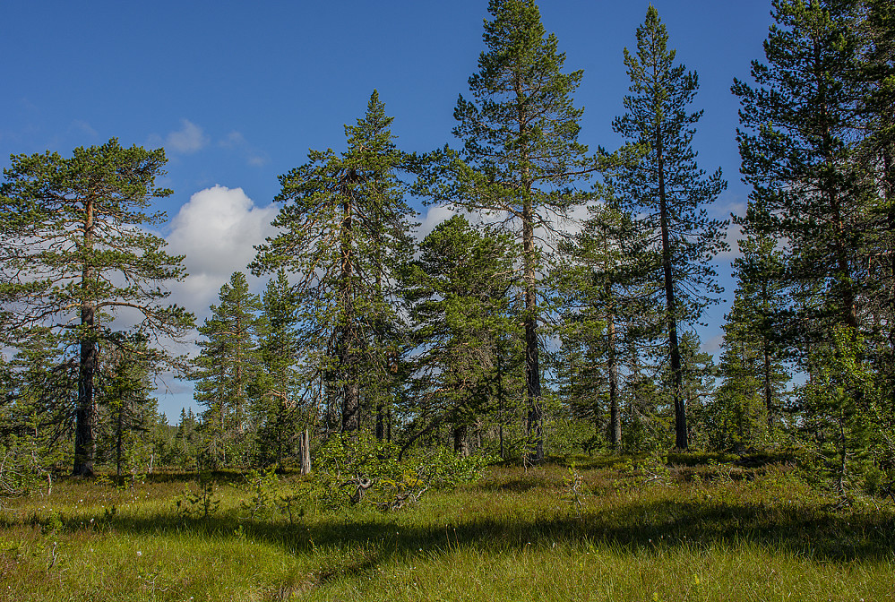Fin gammelskog mellom Hovdedalen og Øvre Hemmeldalen.