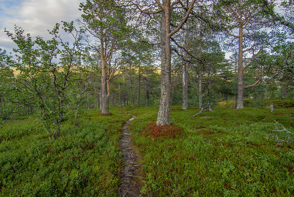 Bergedalen.
Fulgte Bjørnholliavegen et stykke til vi kom på sti, som gikk gjenom Bergedalen til Veslkolldalen.