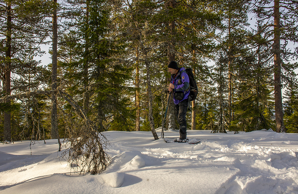 Tur med (arne ) til Venberget i finværet.
Her er han på toppen og studerer ei bjørk med lav.
