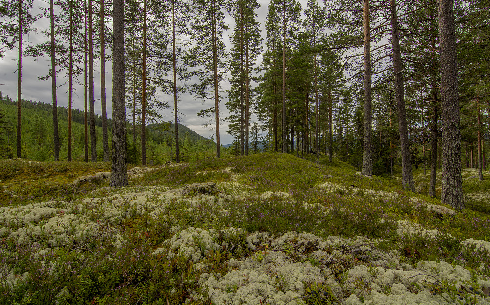 Sørvest for Granbergbua (518 moh)
