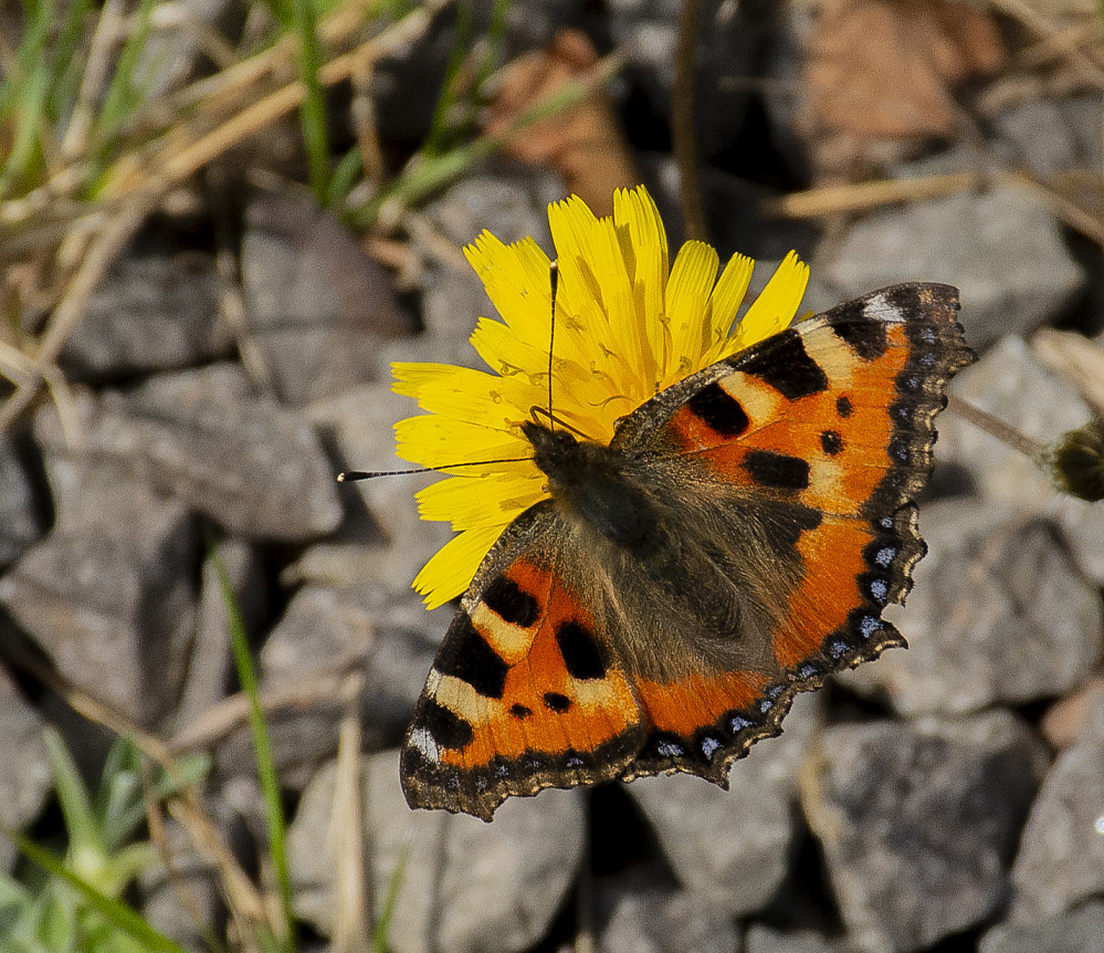 Neslesommerfugl.