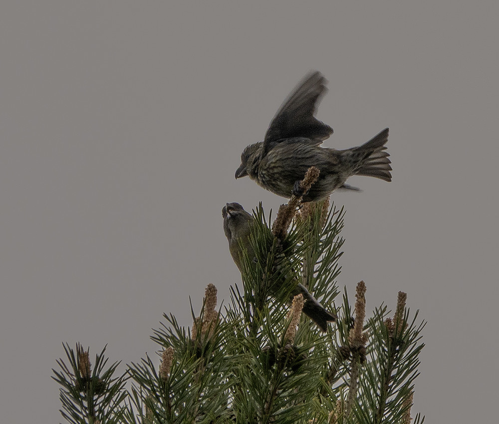 Furukorsnebb mating av unger.