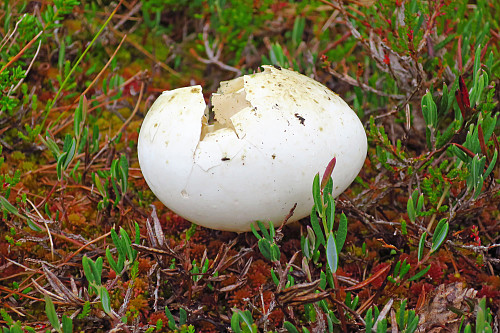 Andegg?