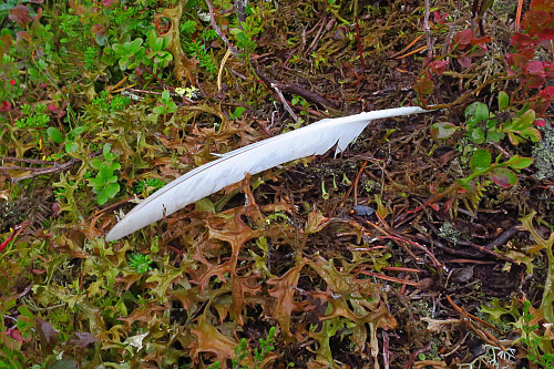 Rypefjær