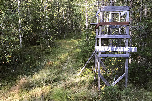 Tydligvis liten trafikk langs Agnåsvegen, for her var det harapost i vegkanten.