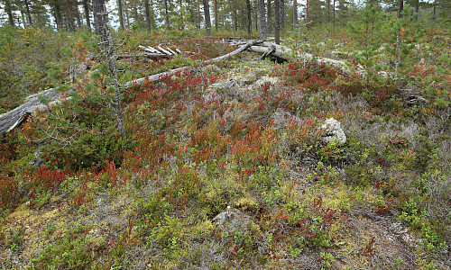 På Jøssåsen har det stått et veldig høgt triggpunkt.