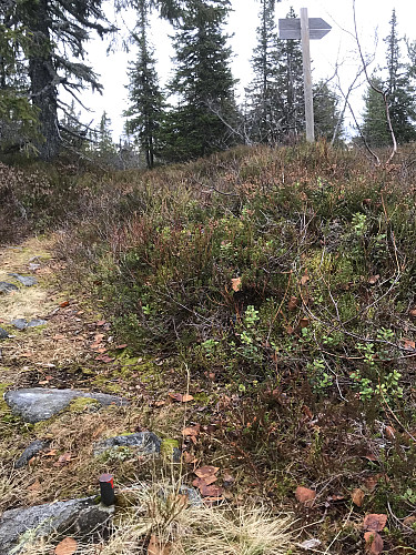 Brennsætråsen og triggpunktet