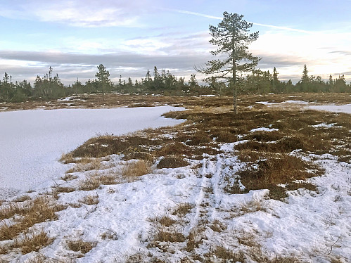 Rester av skisporet mitt