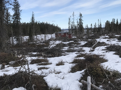 Snømengden på hogstfelt