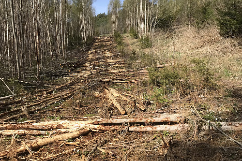 Spor etter vinterens hogst