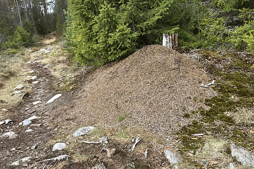 Mauren har våknet opp etter vintern