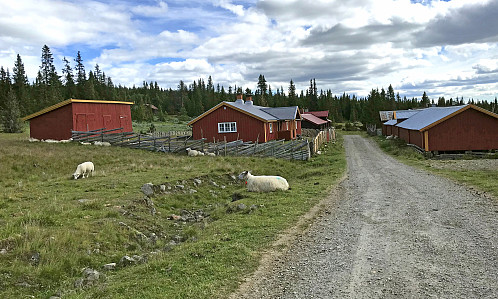 Birkebeinerrennet går mellom disse husene på Nysætra.