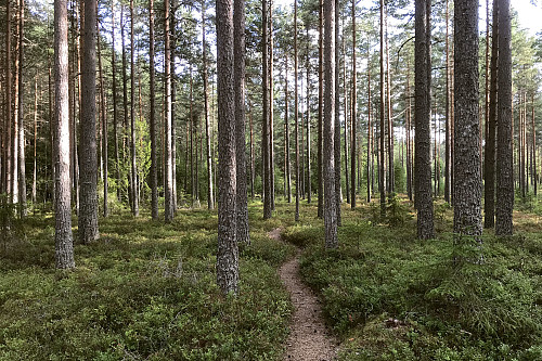 Furuskogen er vakker