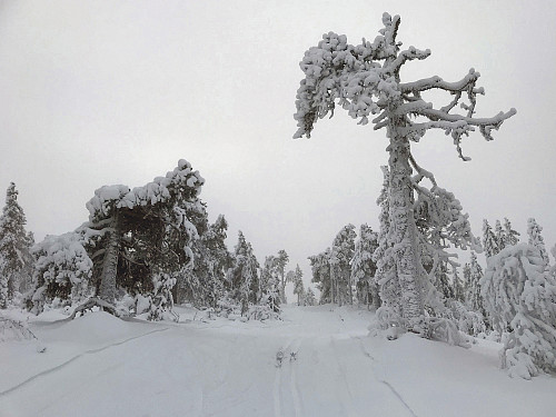 Nedrimet skog