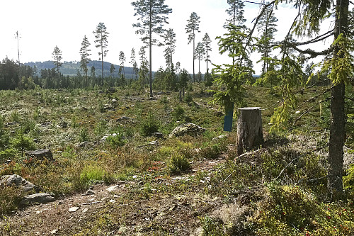 Rondanestien og Rokoberget i akgrunnen